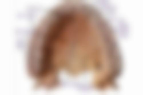 常见问题解答（FAQ）